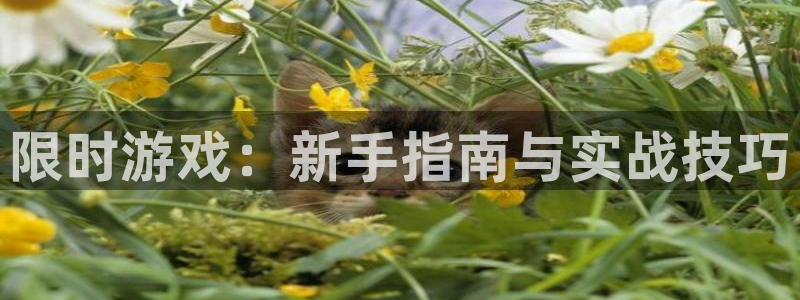 摩根娱乐官网入口网站在线观看：限时游戏：新手指南与实战技巧